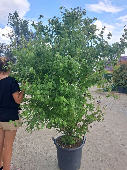 Klon palmowy Katsura. Duży okaz. od 150 do 180cm.