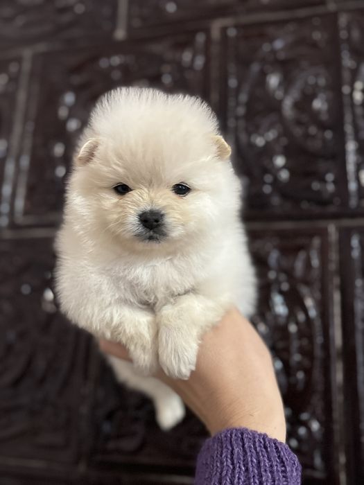 Шпіцик дівчинка