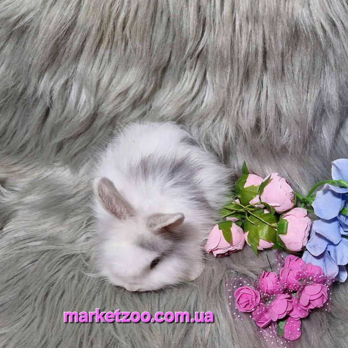 Продається кролик Lionhead | | 1 місяць | Мармуровий окрас
