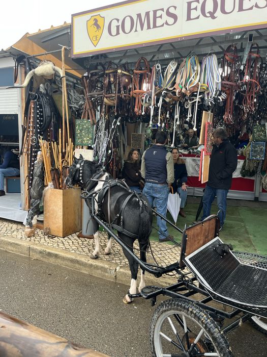 Ponei welsh  montado engatado