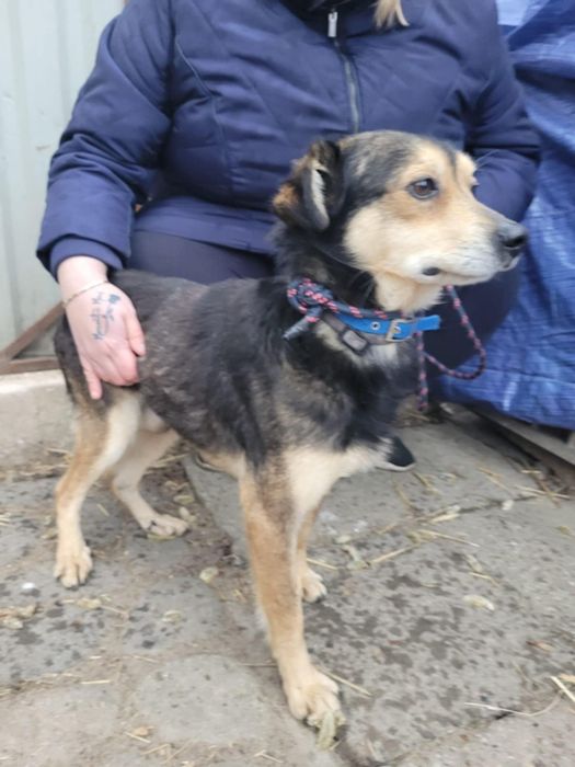 Leszko do adopcji