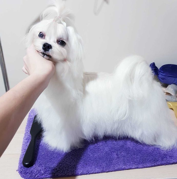 Елітний хлопчик Мальтезе