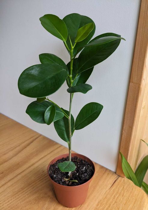 Фікус сорт Маклейн (Мікрокарпа, Гінсенг, Мокламе)