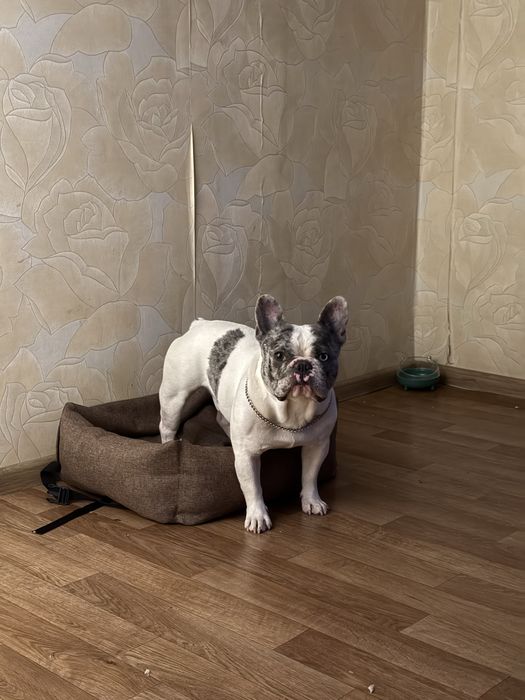 Кобель французкий бульдог ВЯЗКА