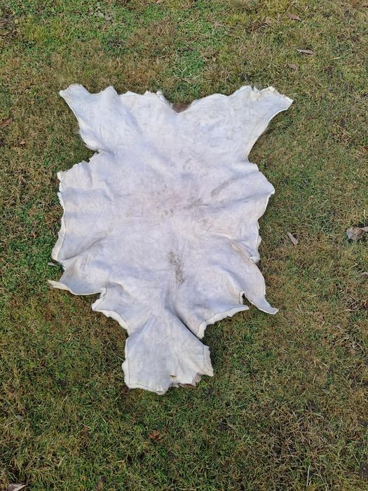 Skóra z Daniela  wygarbowana