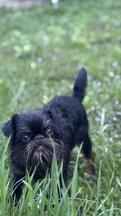 Грифон в пошуку дами серця