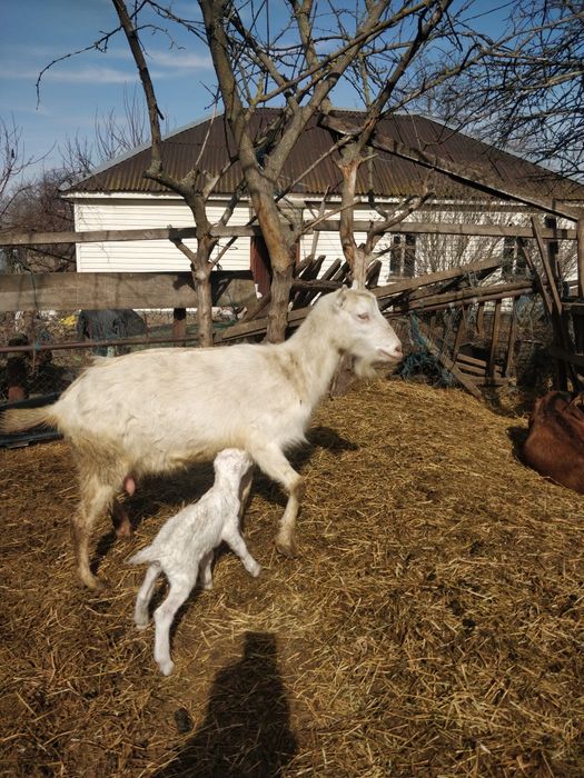Кози, козинята. Ламанчі