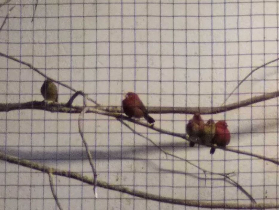 amarant mały samiec