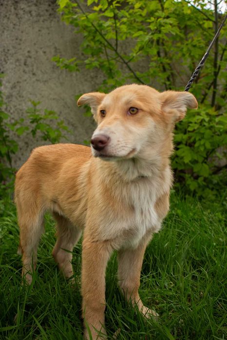 Цуценя, хлопчик, 5 місяців в пошуках дому