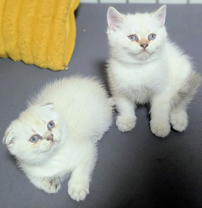 шотландські котята