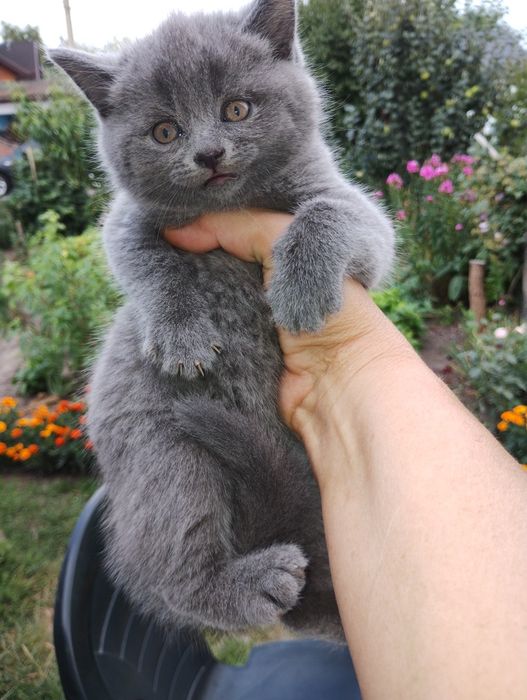 Кошенята Британці короткошерсті