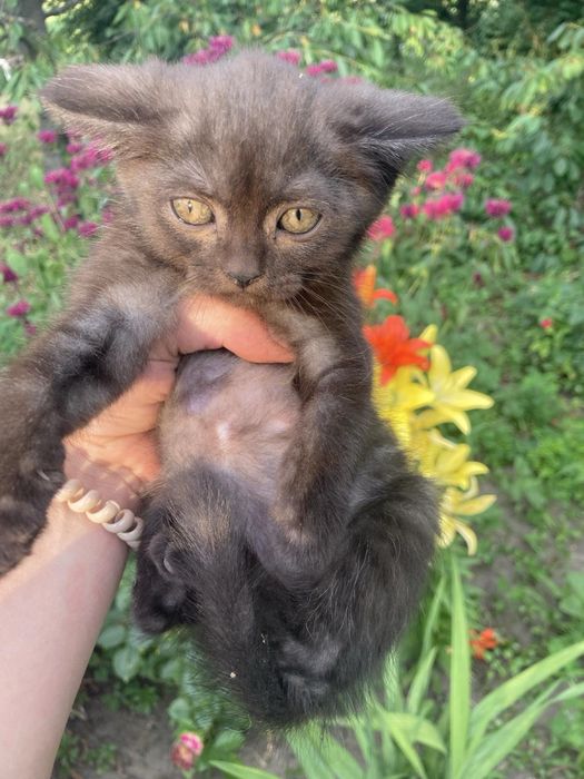 Британські котята