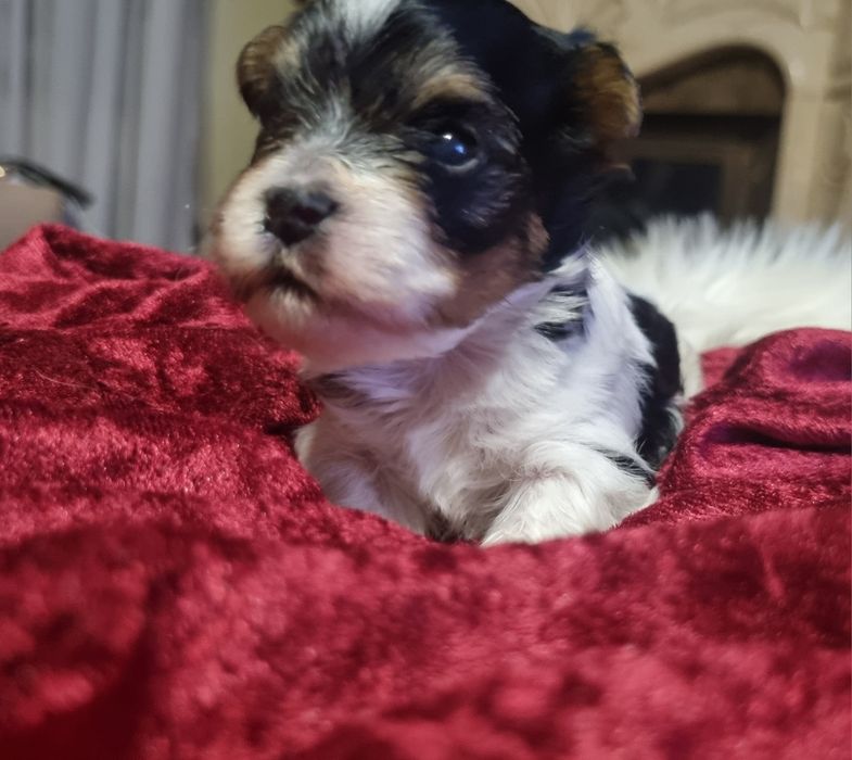 York Biewer Eros Samiec Chłopiec