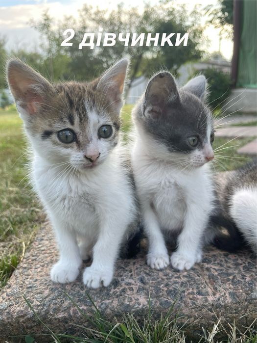Вітдам кошенят у добрі руки,Полтава
