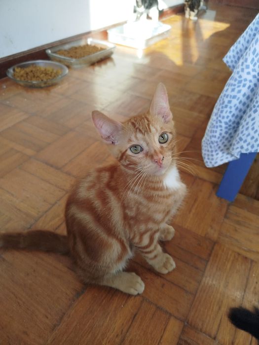 Gatinho bebé para adoção