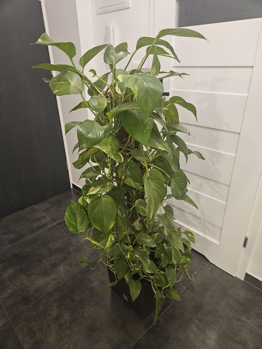 Kwiat Bluszcz diabła- epipremnum zlociste