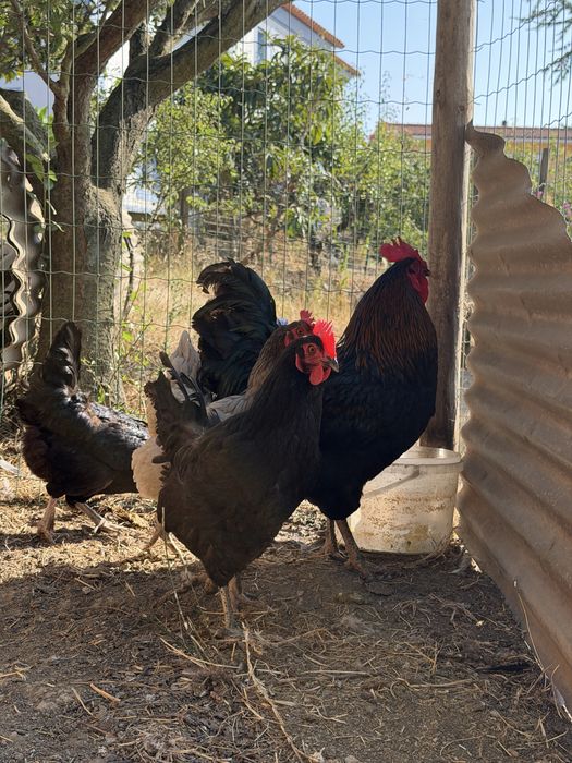 Ovos Maran negro cobre