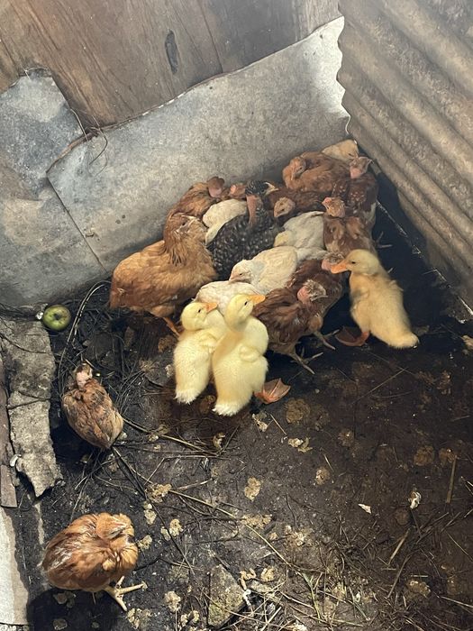 Frangos, Galos e patos