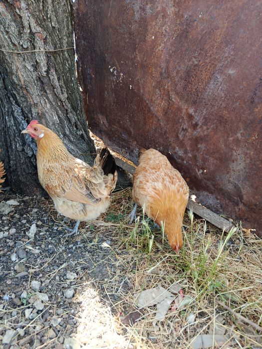 Продам яйцо бентамки