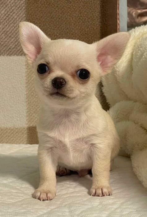 Гарнюня хлопчик чихуахуа