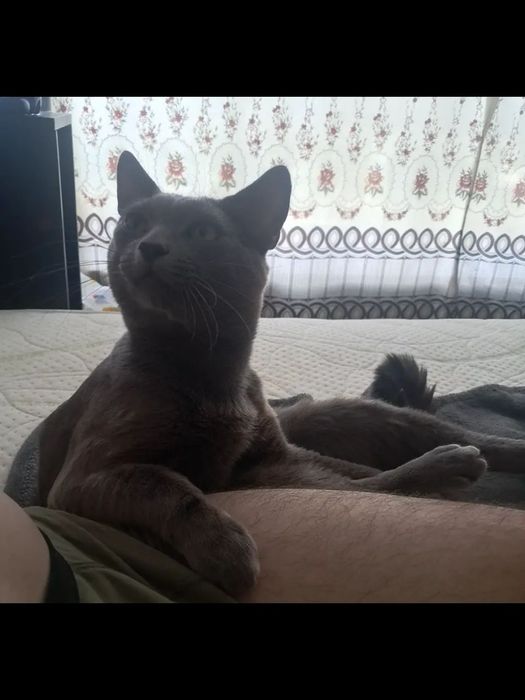 Віддам котика в хороші руки