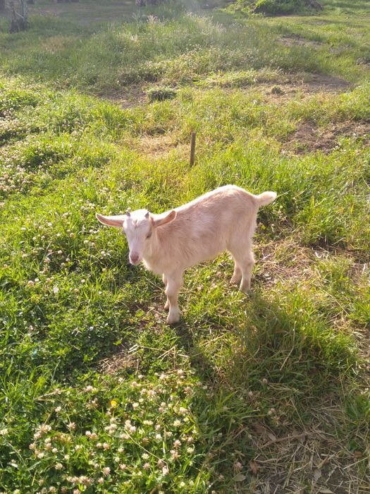 Vendo Cabrito Saanen com Murciano