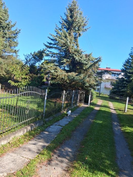 Drzewo na opal okazja