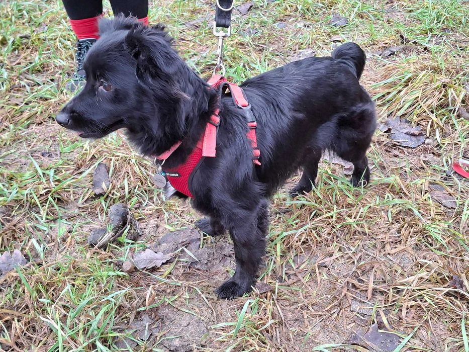 Mała młoda Czika szuka domu