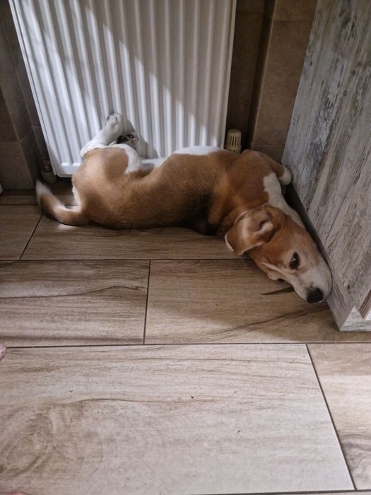 Бігль, бигль, в'язка.