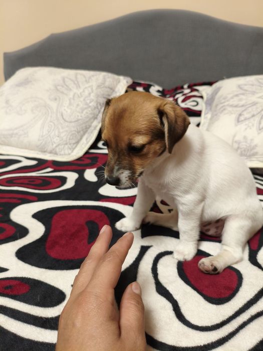 Продам щенят Джек расел