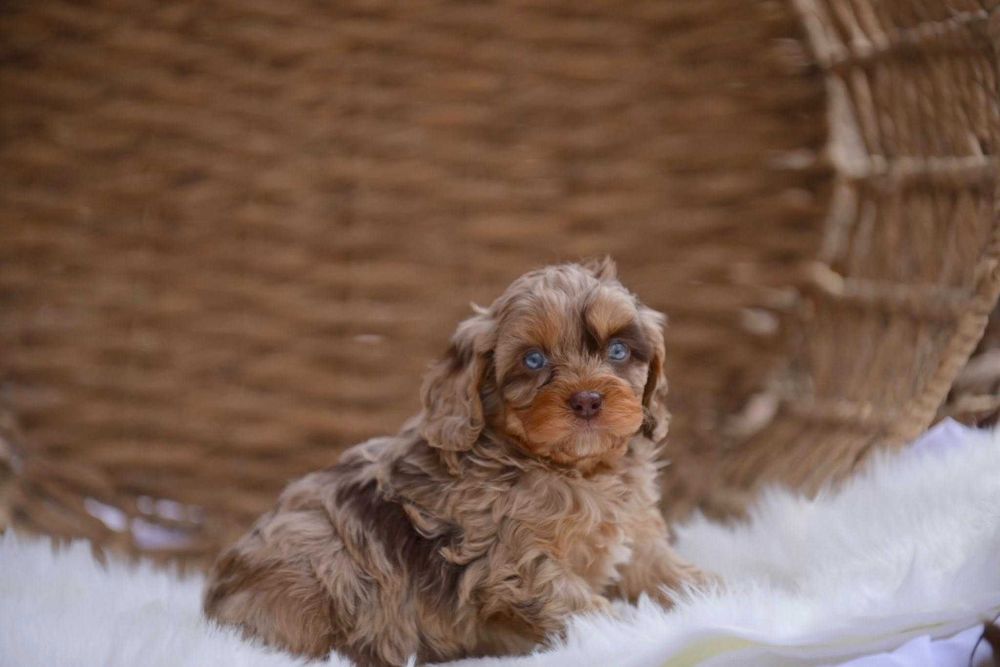 Cockapoo merle disponível