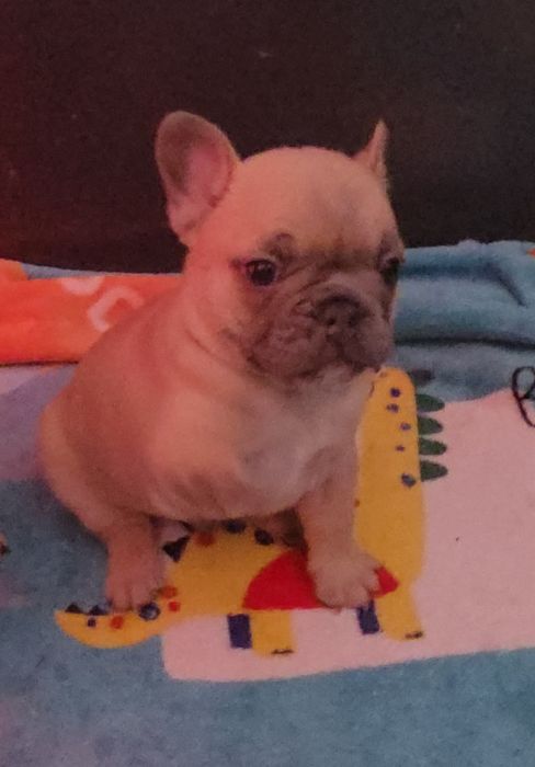 Bulldogue francês isabella faw