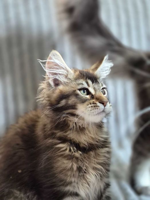 Jagna Kotka Maine Coon