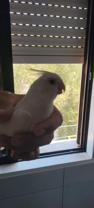 Vendo Caturra macho (Albino).
