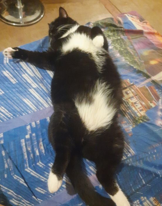 Передержка животных