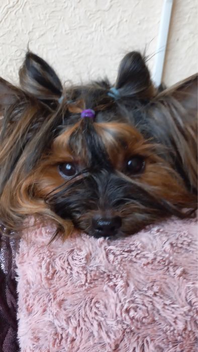 Девочка Йоркширский терьер ( бесплатно)