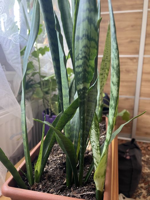 Тещин язик сансевєрія