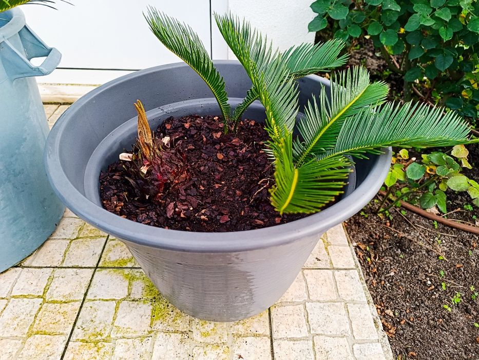 Cyca revoluta Para venda (várias)