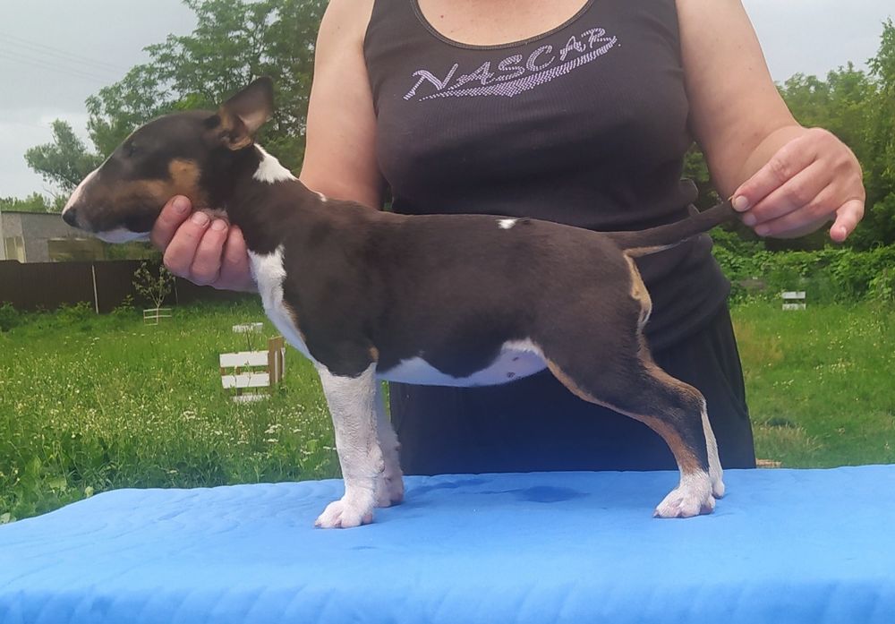 Минибультерьер девочки