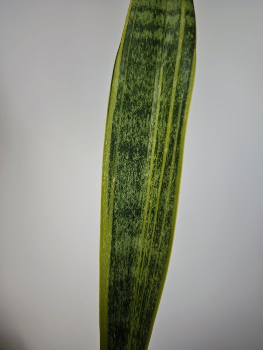 Sansevieria Blury White spot