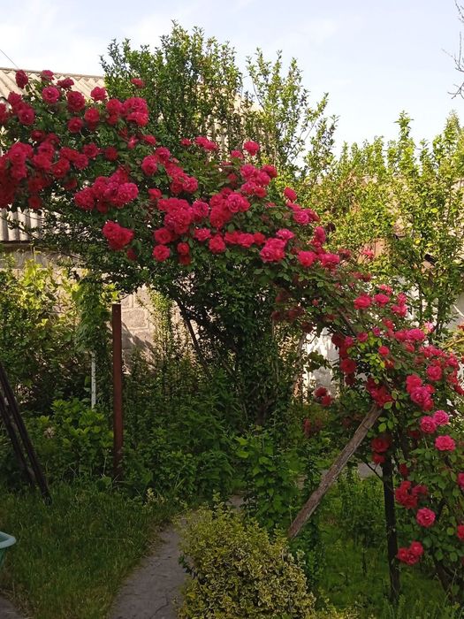 Розы троянди плетущ еся