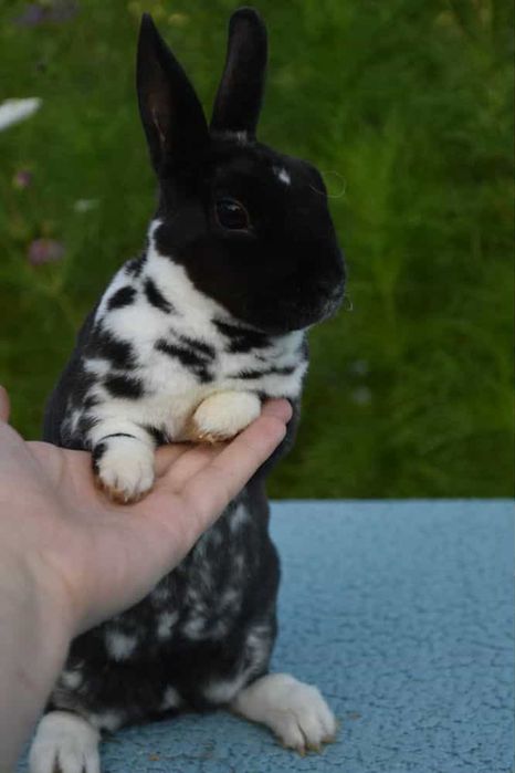 Królik karzełek Rex