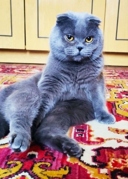 Шотландські висловухі кошенята. (Шотландские вислоухие котята)