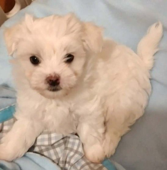 Bichon maltes femea espetacular