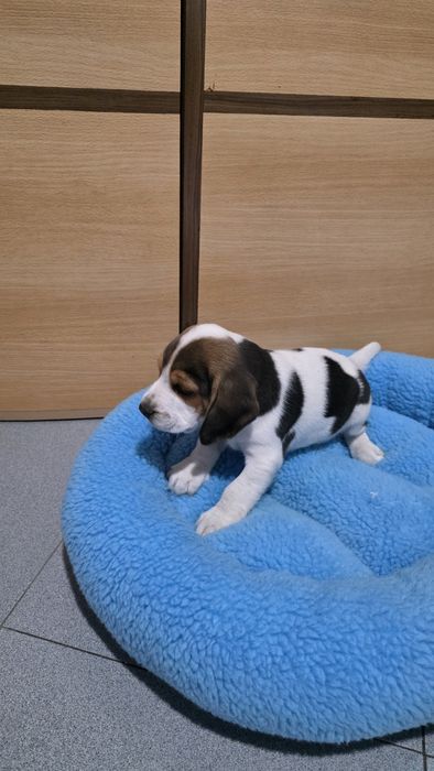 Beagle tricolor macho