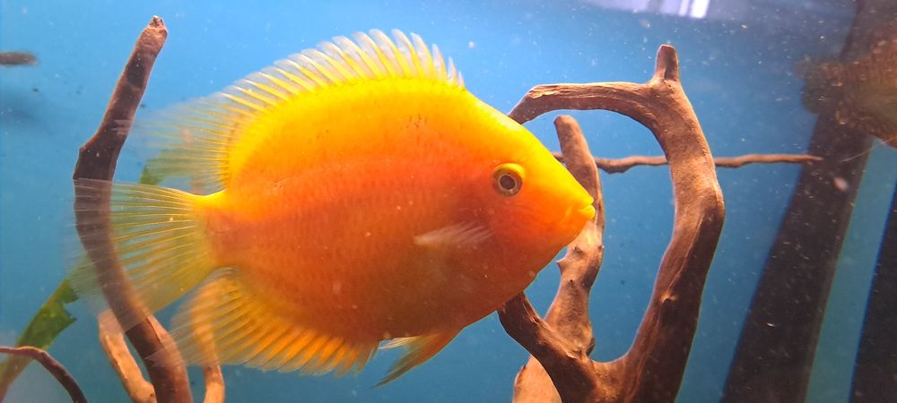 Sprzedam lub wymienię severum