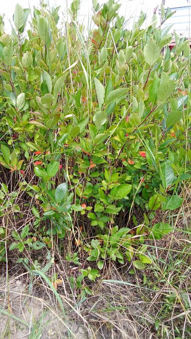 Aronia  sadzonki roczne i dwuletnie