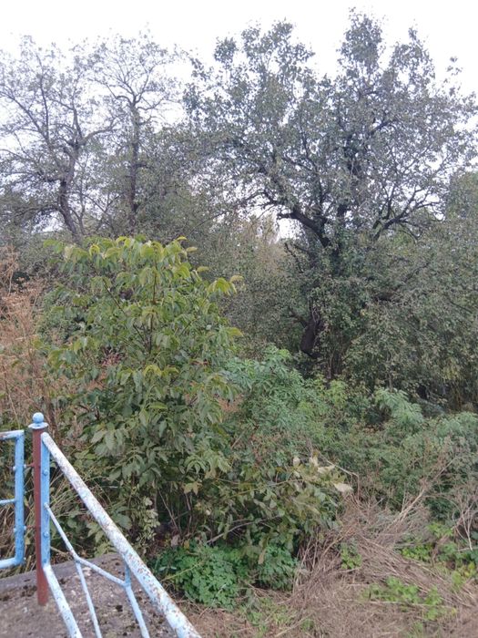 Продам газифікований будинок з приватизованою земельною  ділянкою