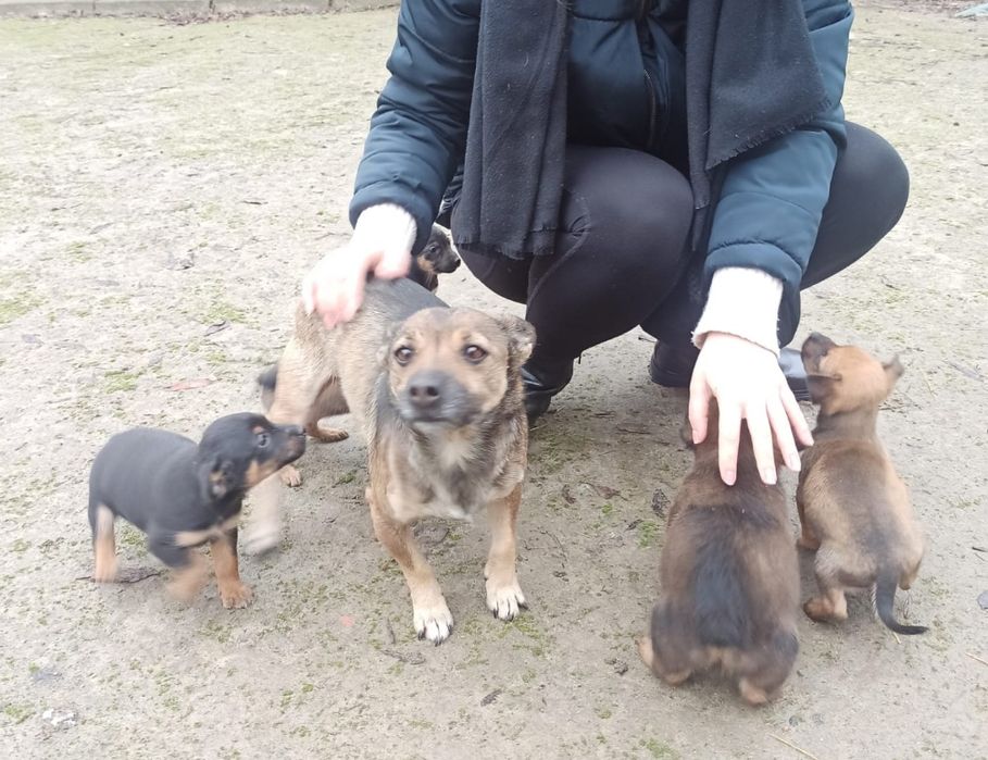 Oddam piękne szczeniaczki w dobre ręce