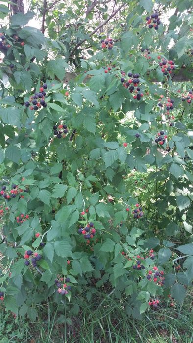 Чорна малина (кумберленд)